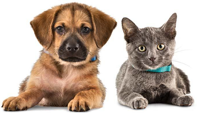 Is Your Pet Disaster Ready?