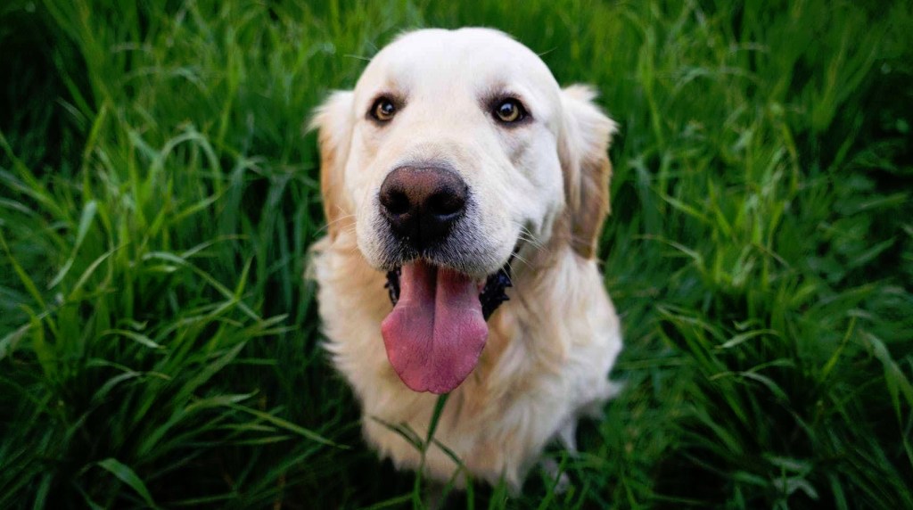 If Dogs Could Talk Blog Post