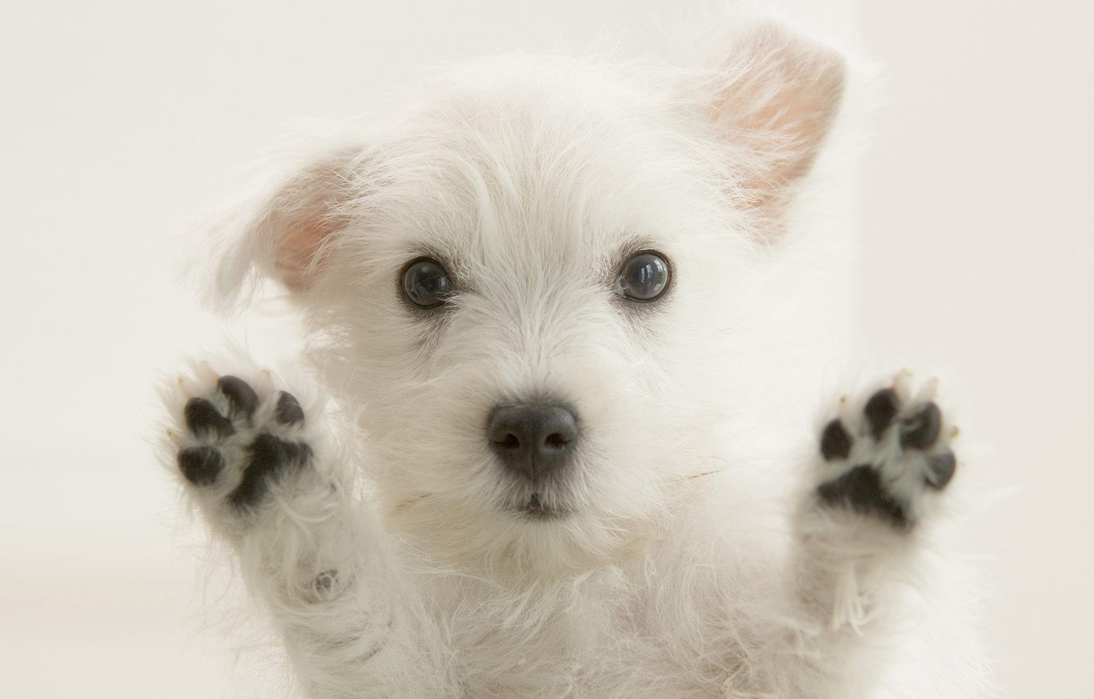 Cute Puppy Happy Motivation