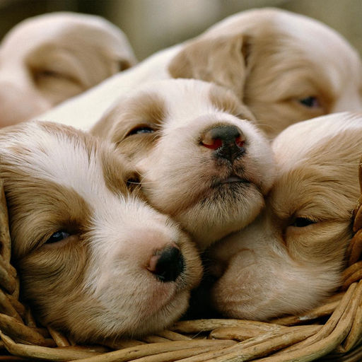 Who Doesn’t Love a Cute Puppy Picture