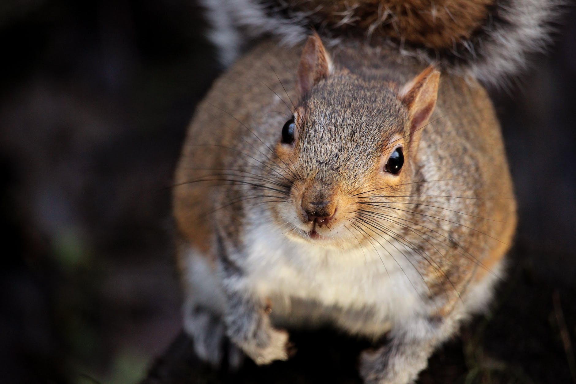 I Ran Over a Squirrel…(Deep Thoughts)