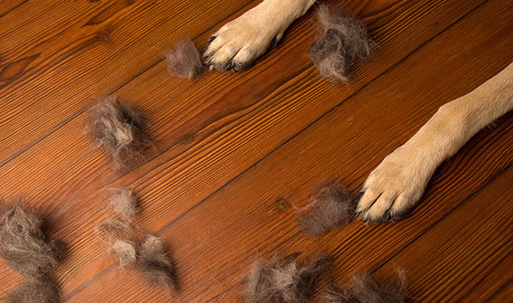 Dog hair vacuum clean blog blogging post