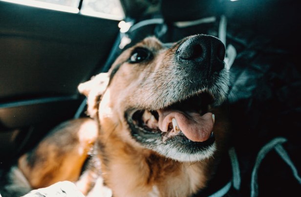 Life is a journey dog lesson learning blog post