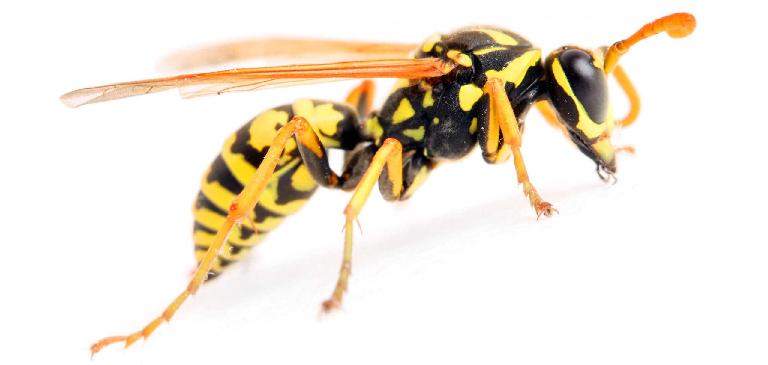 Ridding yard of yellowjackets with flamethrower