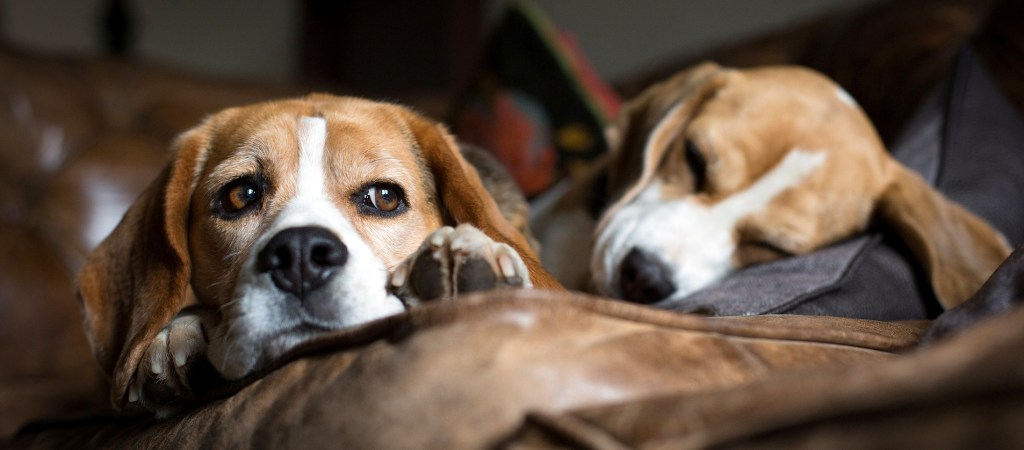 Dogs rule the home blog post