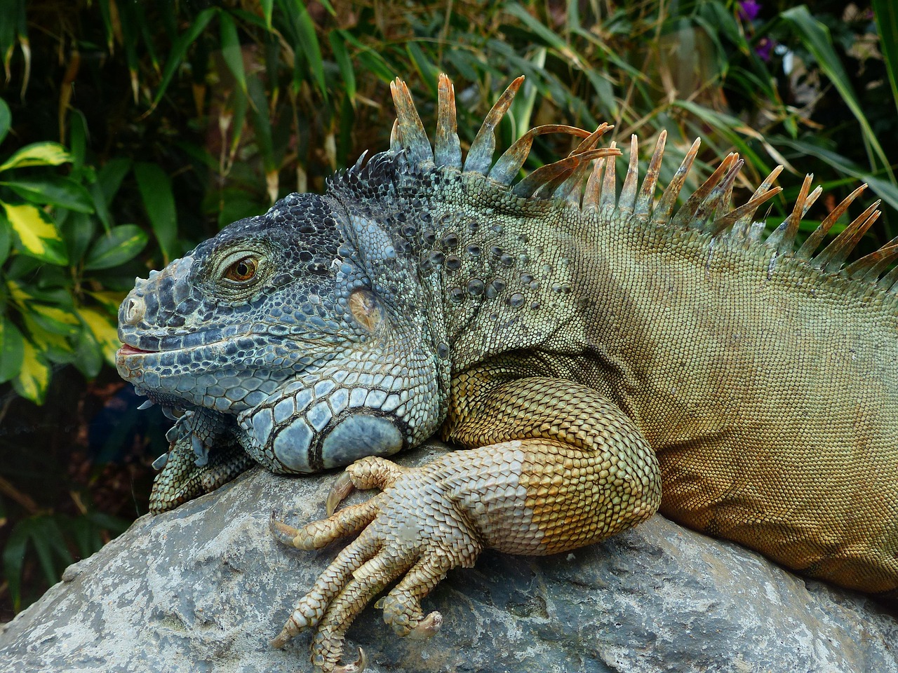 Iguanas as a Pizza Topping?